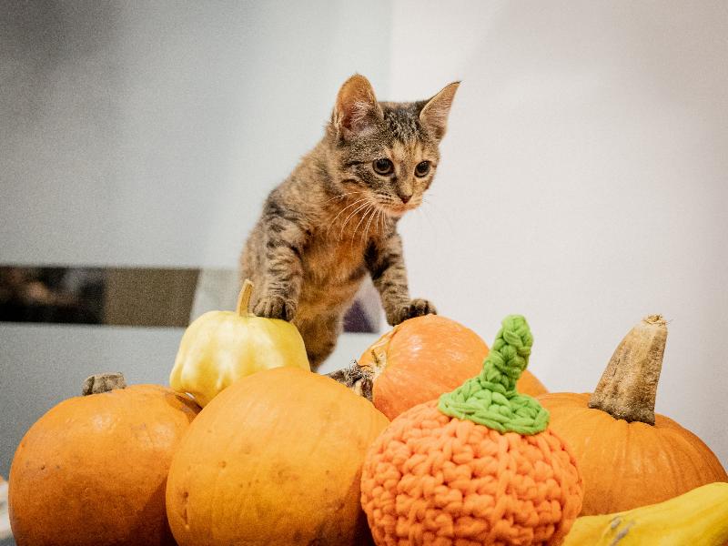 Семейный благотворительный фестиваль «Тыквы и Коты» пройдёт в Москве 2 ноября