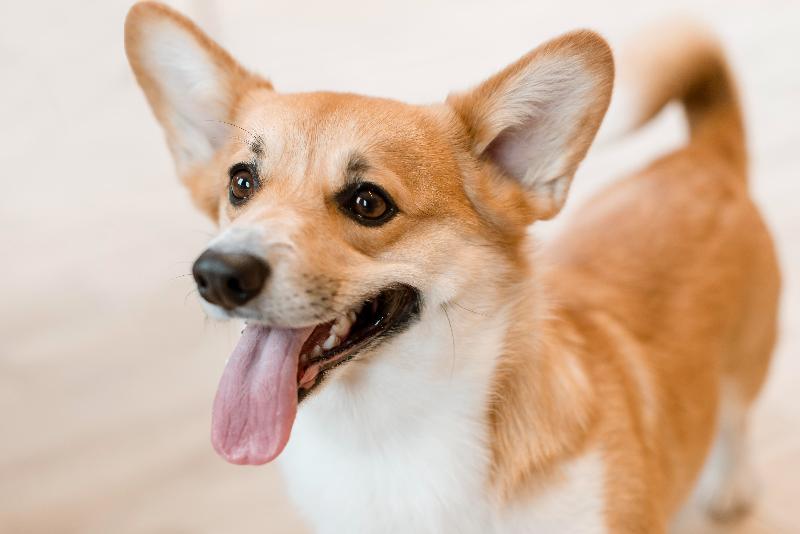 В России хотят ограничить количество домашних животных в квартирах и создать базу питомцев