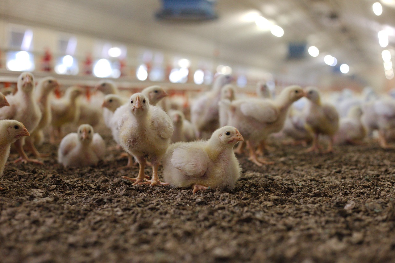 Швейцария вводит требования к маркировке продуктов животного происхождения, произведенных с использованием болезненных процедур