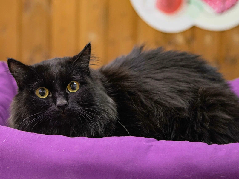 День защиты чёрных котов: как помочь животным вместе с Планета.ру