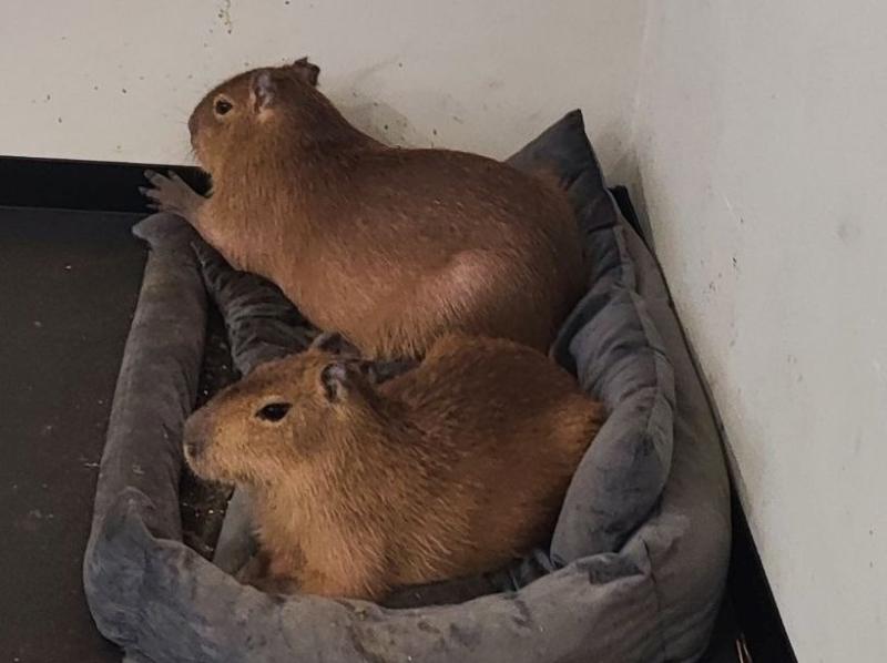 Антикафе с капибарами закрыли в Санкт-Петербурге из-за серьёзных нарушений