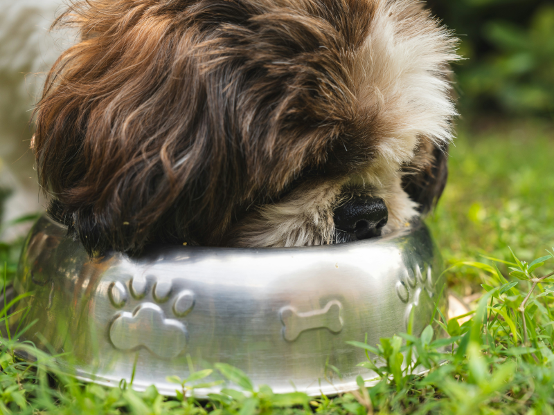 Почему мыть миски домашних животных важнее, чем вы думаете