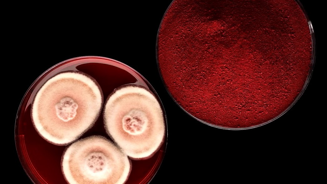 Датская компания Chromologics представляет экологичный и безопасный веганский пищевой краситель