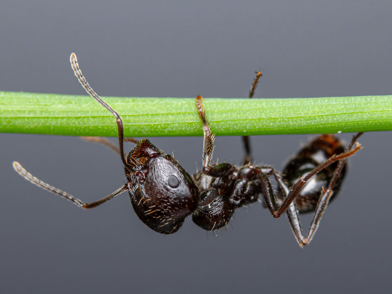 Муравьи на Фиджи исчезают: сигнал тревоги для всего мира