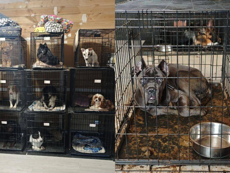 Шок и скандал: в Подмосковье закрылась «чёрная передержка» DogTown, где издевались над животными