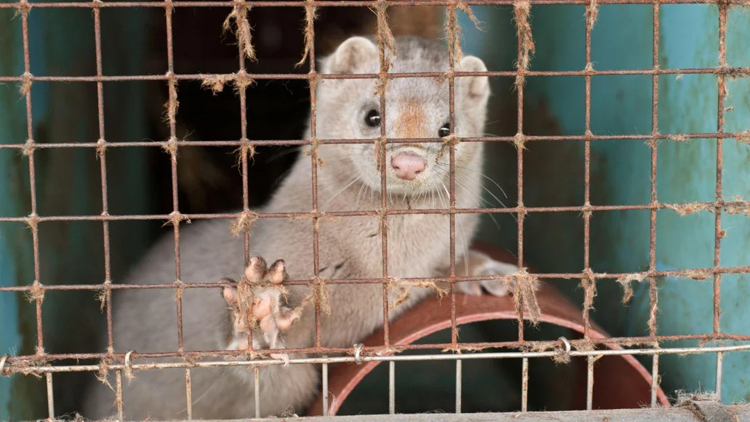 Историческое решение: Польша запрещает пушное звероводство