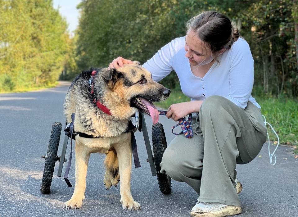 Тверской приют открыл сбор средств на содержание более 500 спасенных собак и кошек: помочь может каждый