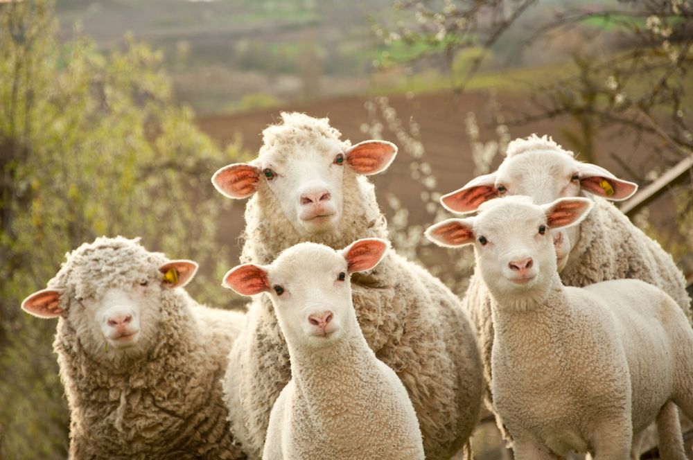 Подбираем веганский гардероб: советы от PETA