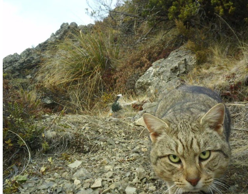 Новая Зеландия планирует убить больше 2,5 млн диких кошек до 2050 года 