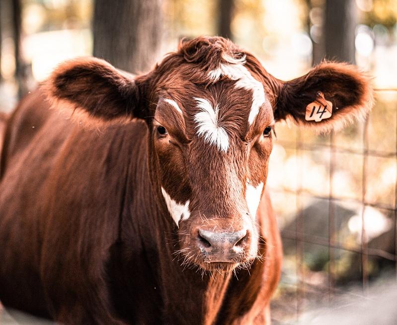 Учёные клонировали трёх «суперкоров», способных производить больше молока