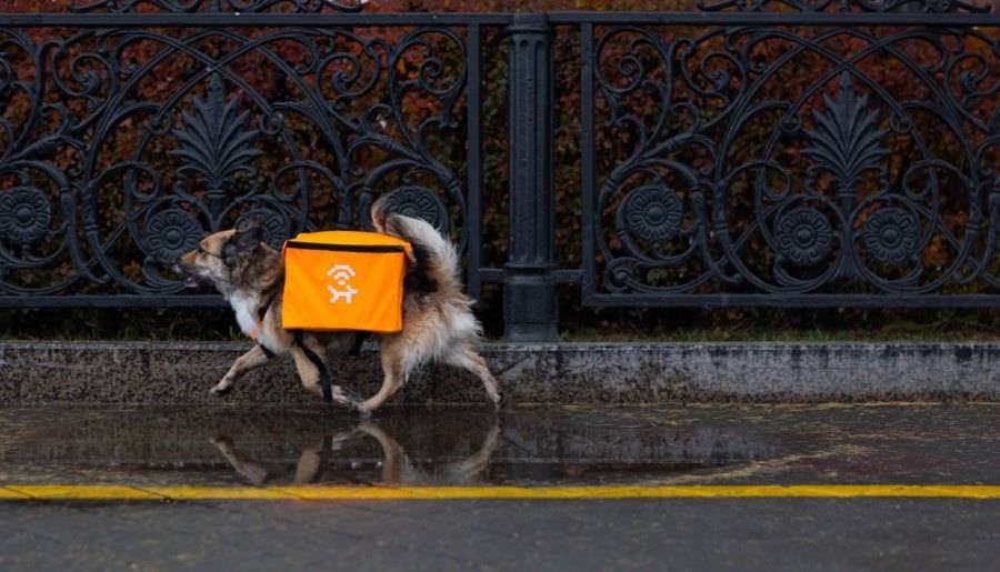 «Лай-фай»: бездомных собак в Екатеринбурге оснастили роутерами