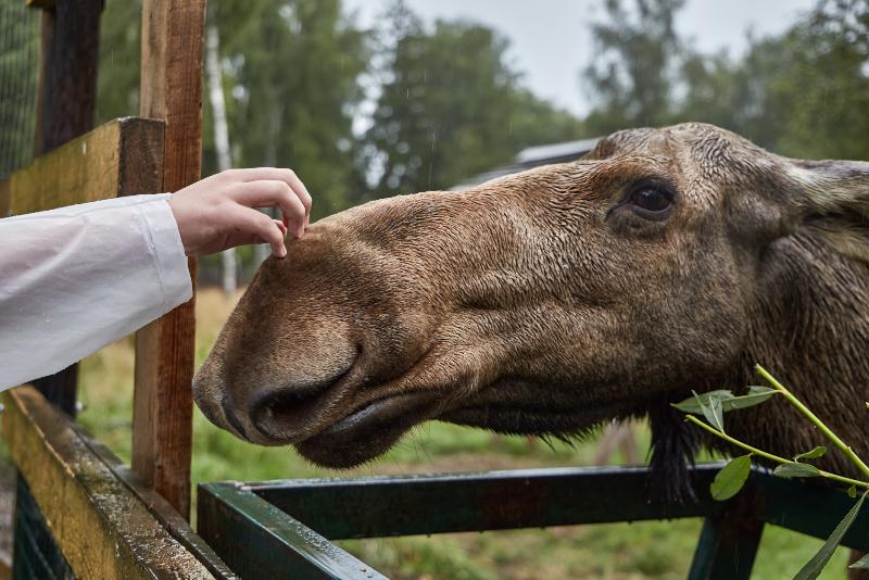 Бесплатный вебинар о заповедных территориях пройдёт 20 ноября на платформе Ecowiki 