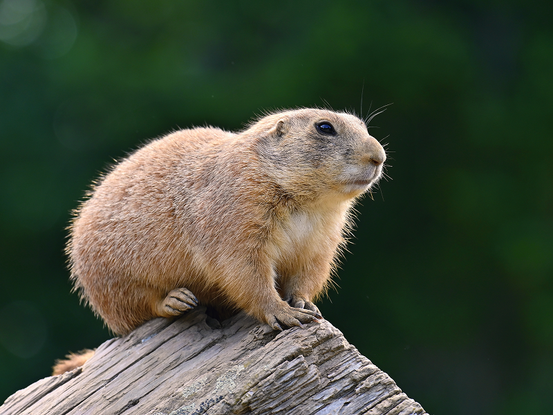 Жителей Бурятии призвали перестать есть сурков