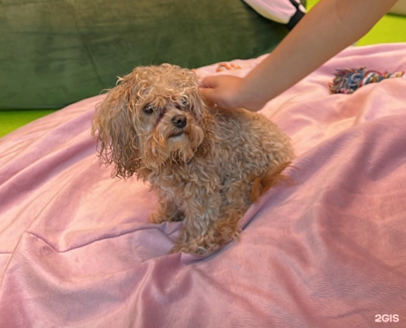 «Мальтипу Броски» в Москве продолжает работу, несмотря на петиции и общественный шок