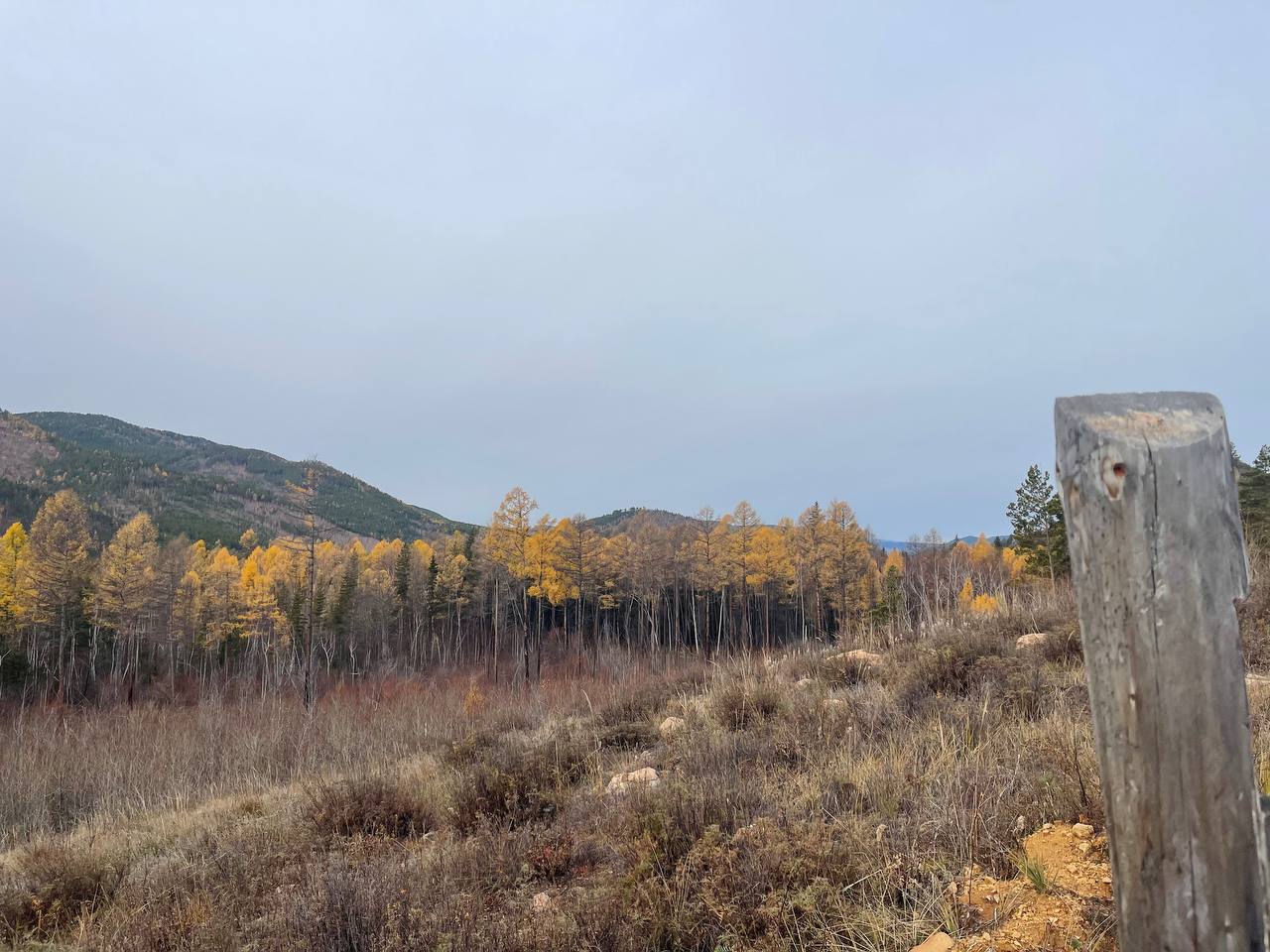 Фонду «Озеро Байкал» удалось сохранить леса даже в засуху: 75% посаженных деревьев прижились