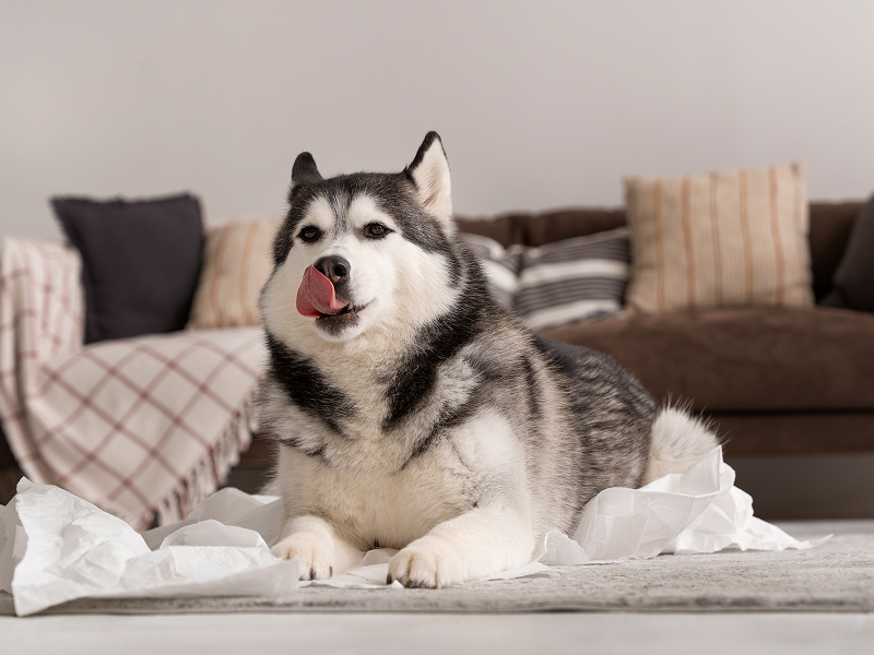Правительство поддержало идею быстрее наказывать за плохое обращение с животными