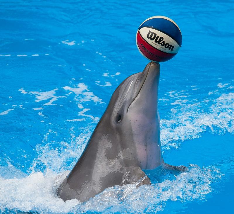 Мексика прекращает шоу с дельфинами и другими морскими животными