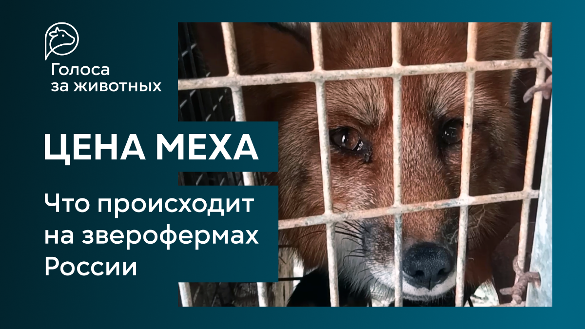 «Цена меха». Вышел фильм о положении животных на пушных фермах России