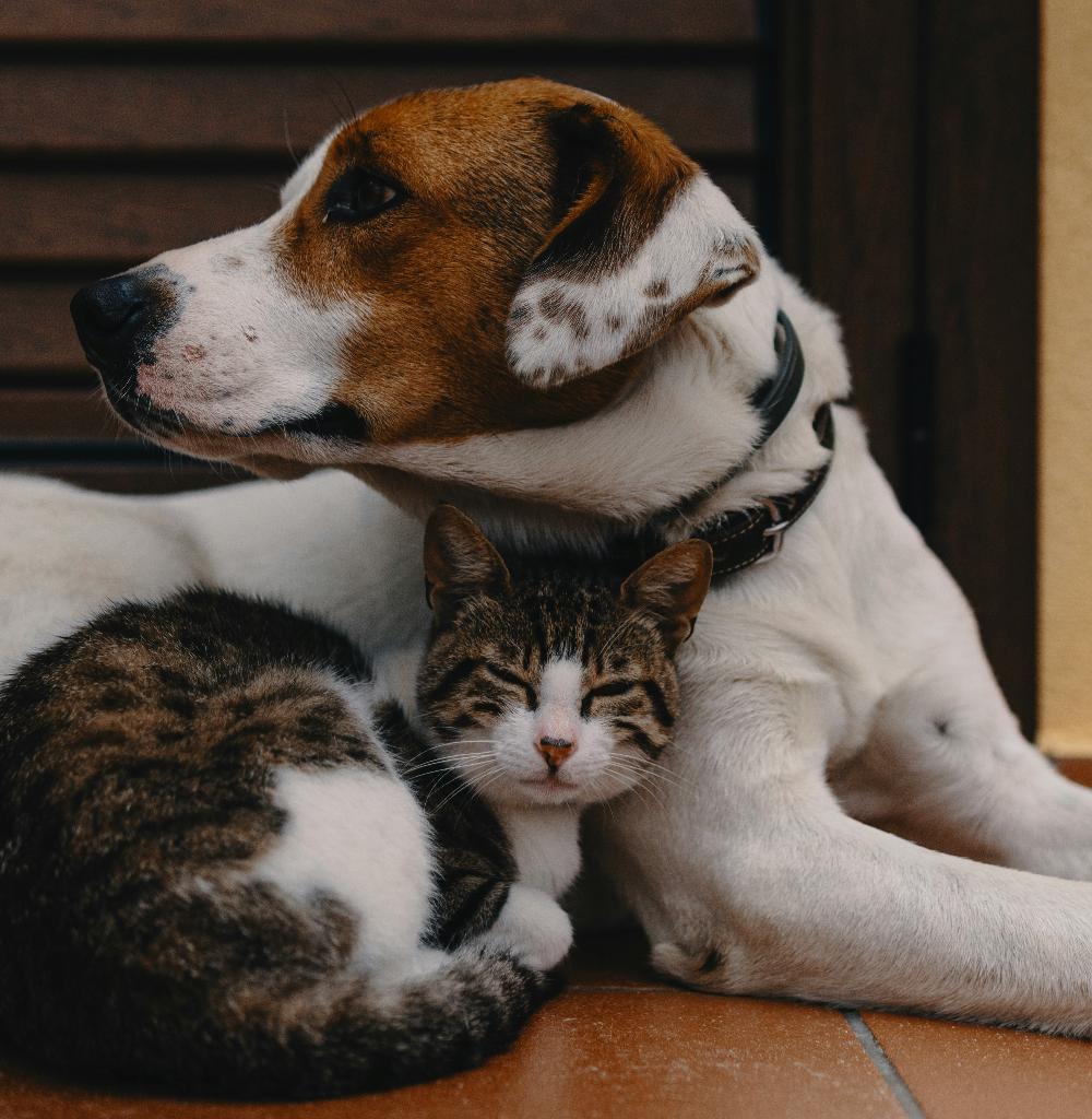 Кошки и собаки видят движущиеся объекты не так, как мы