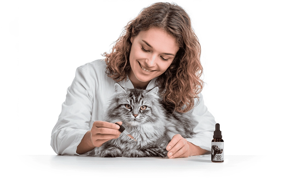 CBD для животных: что это и почему о нём полезно знать
