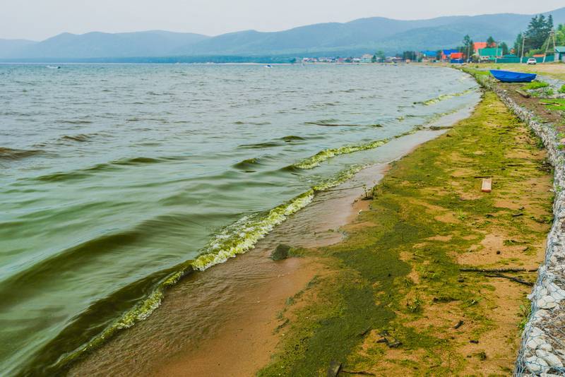 Над Байкалом «нависли» водоросли