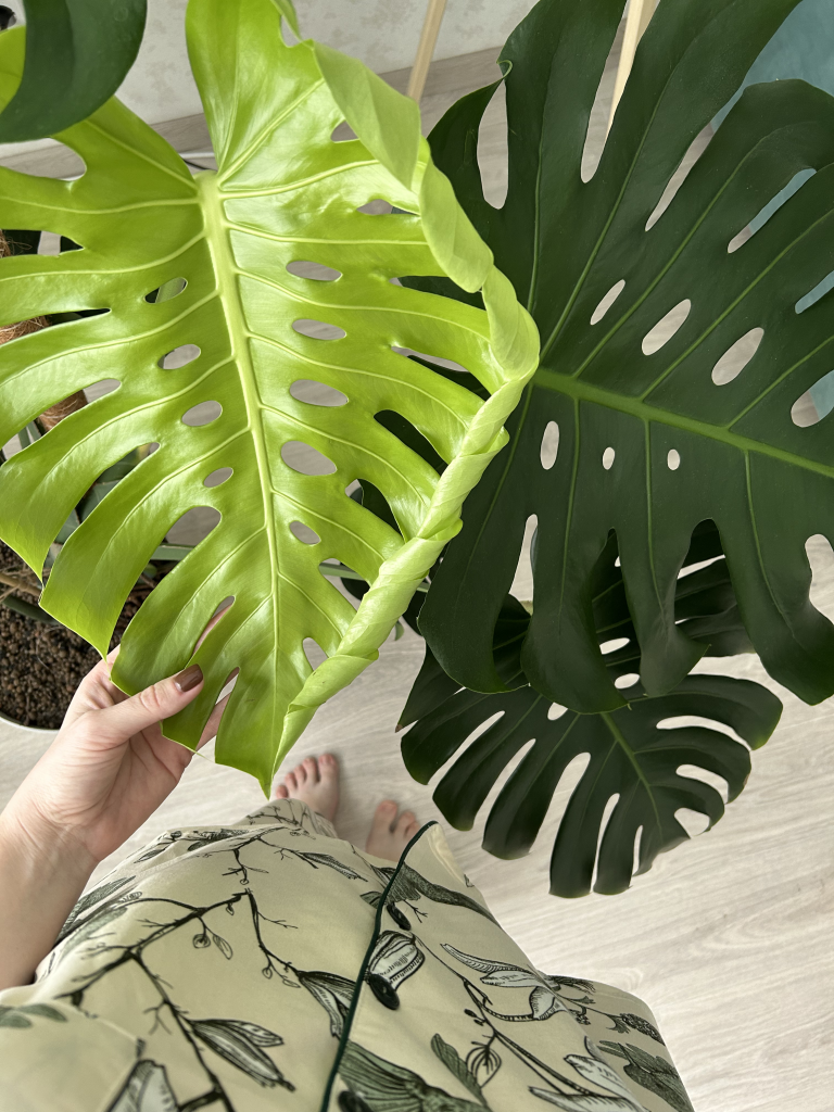 image-17-10-25-01-39 (1).png