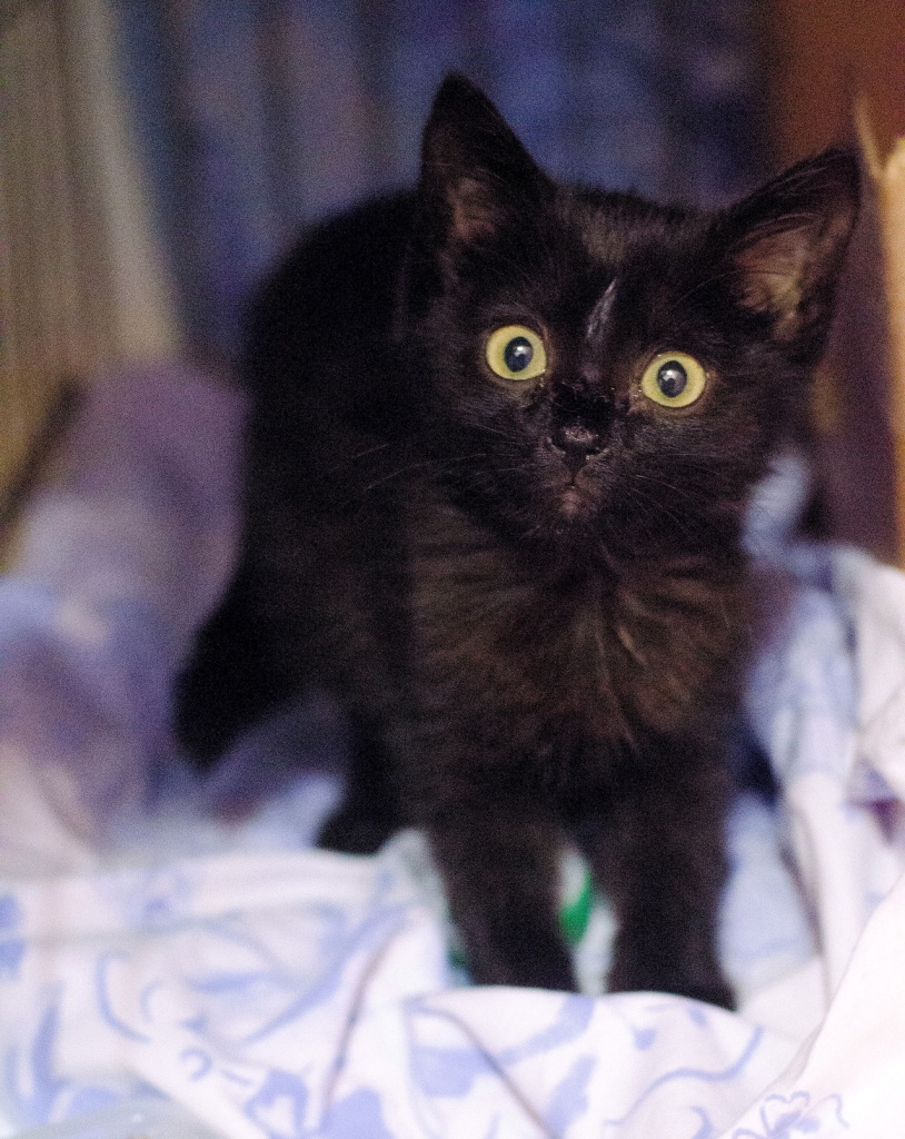 Кошки Северной Пальмиры (1).jpg