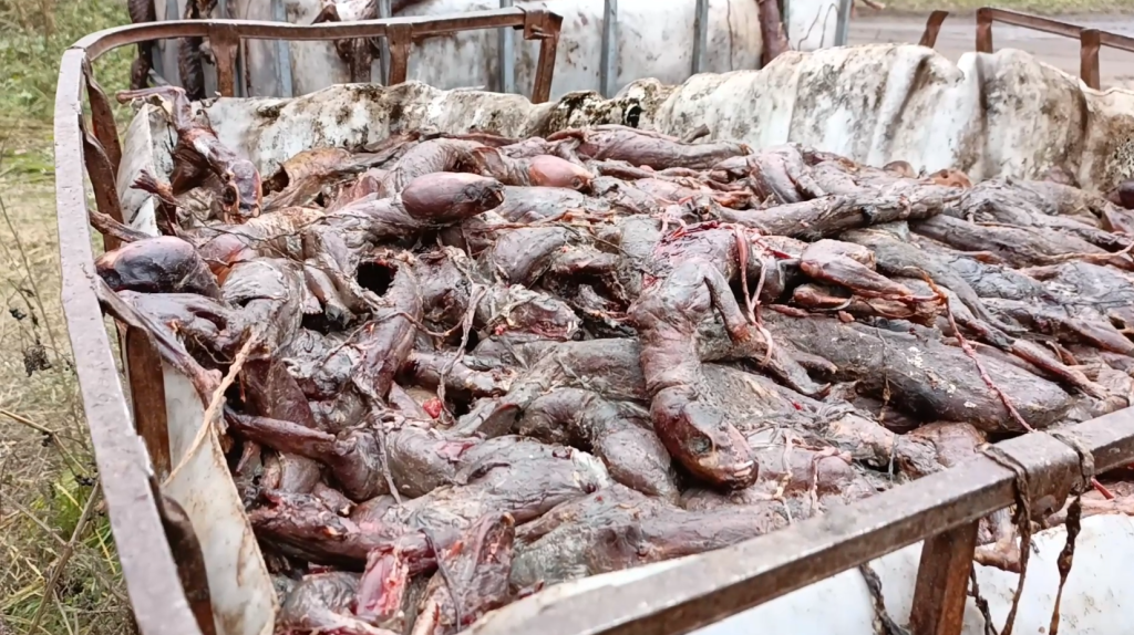 Останки животных_Салтыковский.png Останки животных_Салтыковский.png