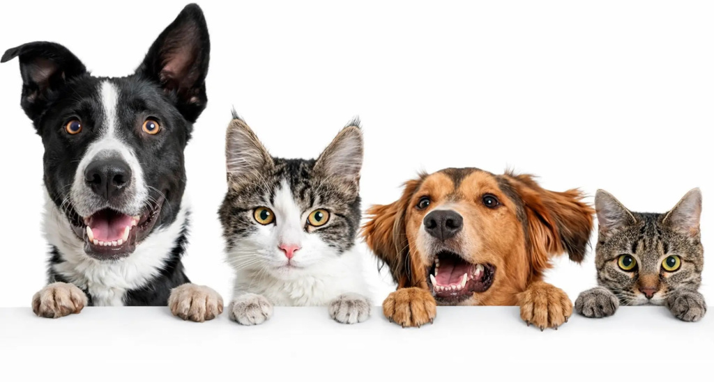 pets_company.jpg