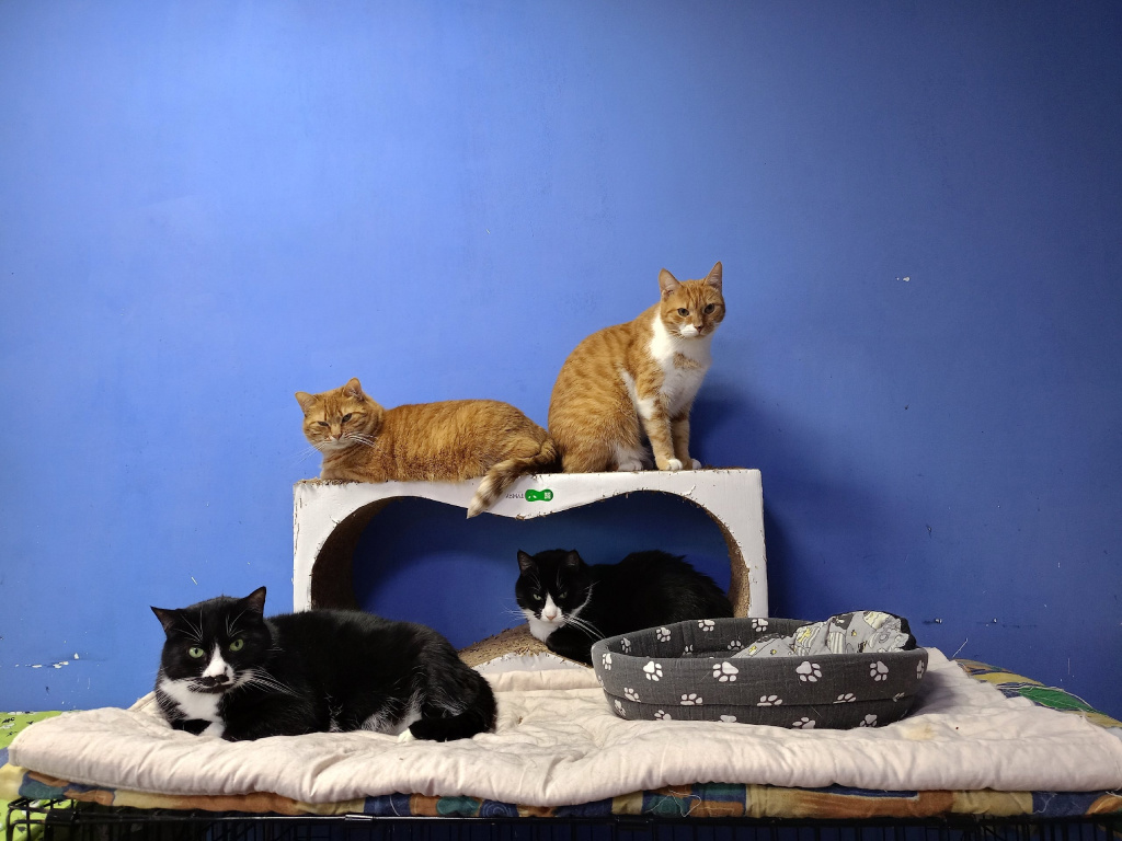 Кошки Северной Пальмиры 1.jpg