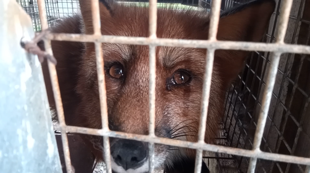 Савватьево_5.png Савватьево_5.png