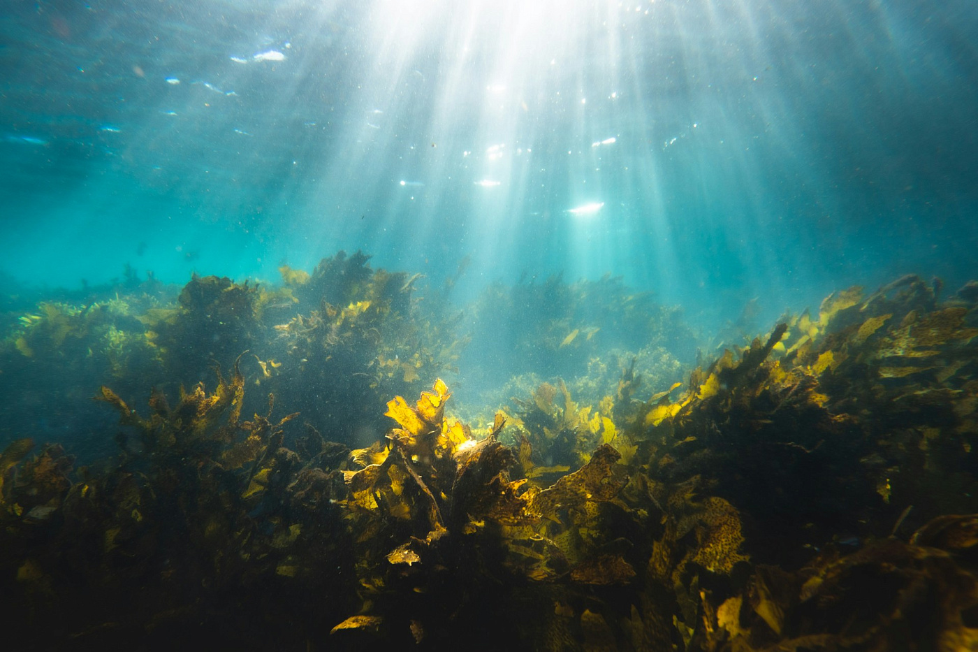 Всё о пользе морских водорослей