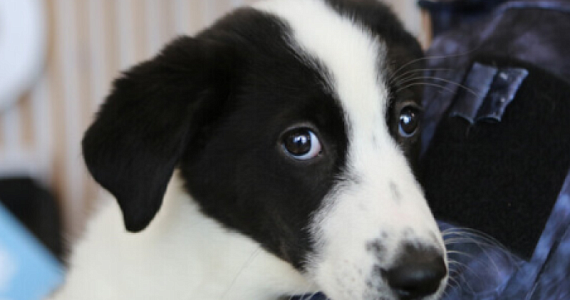 Они зависят от нас: 5 проектов, которые меняют жизнь бездомных животных