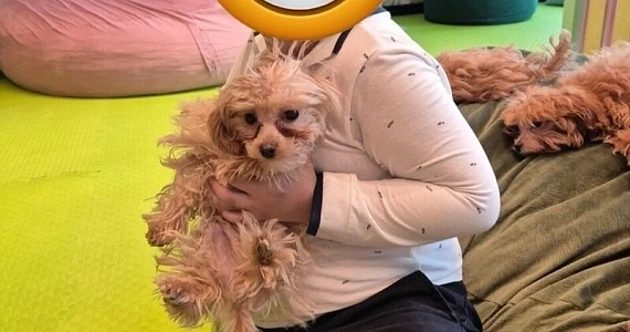 Почти 30 тысяч человек потребовали закрыть «игровую комнату» со щенками в Москве