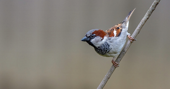 Из-за людей воробьи стареют и умирают раньше, чем могли бы