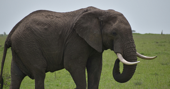 Турист получил травмы, пытаясь сделать селфи со слоном 