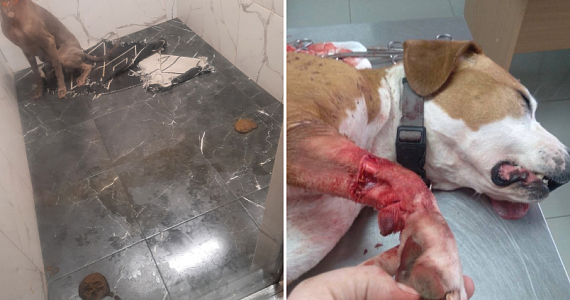 «Чёрная передержка» Erin Dog Camp в Балашихе продолжает работу, несмотря на жалобы