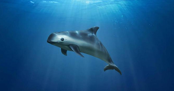 В мире осталось всего 10 вакит: Мексику обвиняют в их вымирании