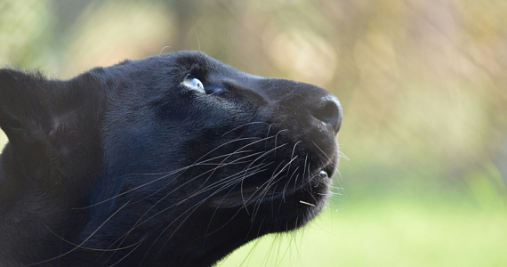Пантера, гулявшая по французским крышам, наконец обрела дом в заповеднике