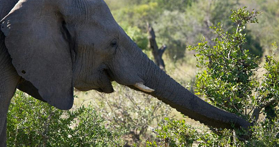 Последняя находящаяся в неволе слониха в Аргентине обрела свободу в бразильском заповеднике