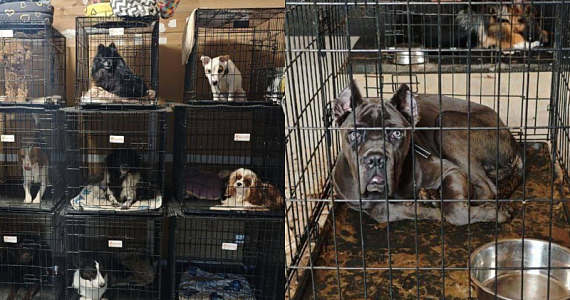 Чеховские живодеры могут уйти от ответственности