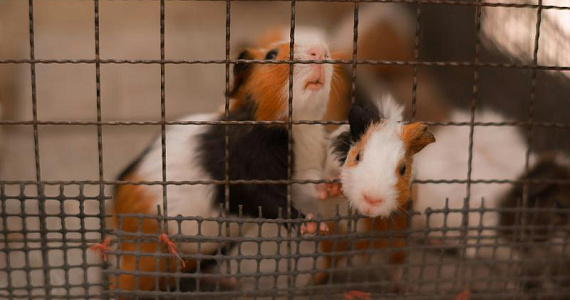 Бразилия частично запретила тестирование косметики на живых животных