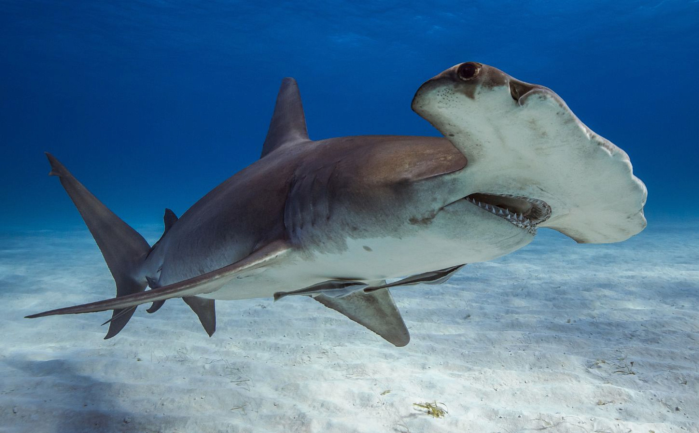 В США в открытой продаже обнаружено мясо акул, находящихся под угрозой исчезновения