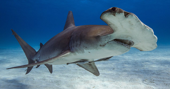 В США в открытой продаже обнаружено мясо акул, находящихся под угрозой исчезновения