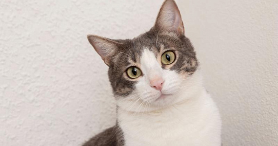 В России хотят обязать чипировать и маркировать домашних животных