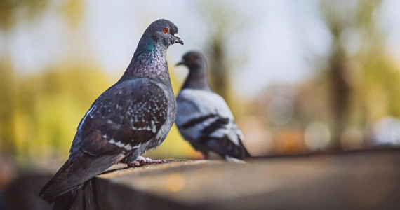 Почему «охота на голубей» — это не решение, а угроза