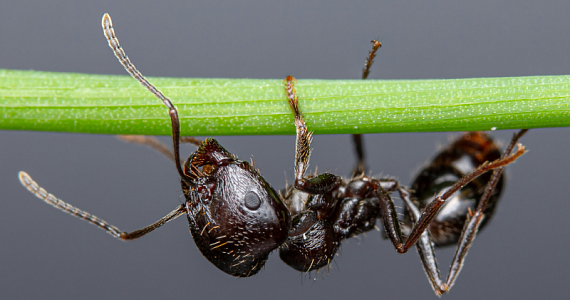 Муравьи на Фиджи исчезают: сигнал тревоги для всего мира