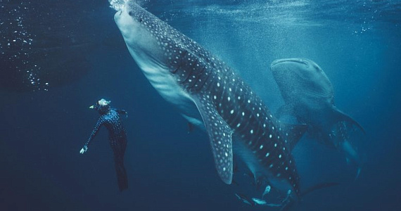 У 62% китовых акул в Индонезии шрамы из-за людей