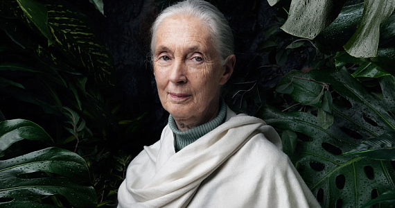 Ушла легенда: Джейн Гудолл (1934–2025)