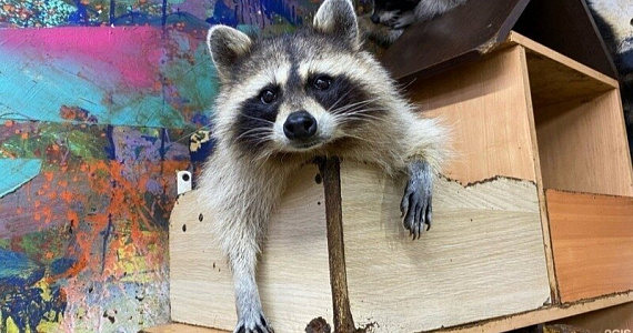 В Новосибирске требуют закрыть енотокафе из-за жестокого обращения с животными